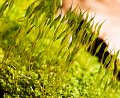 Moss Anthers_0398